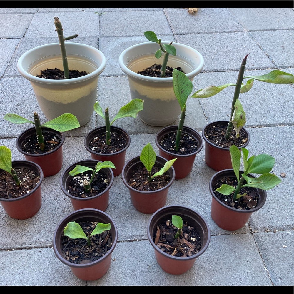 Healthy Synadenium Granting Lechero Africano planta de la vida